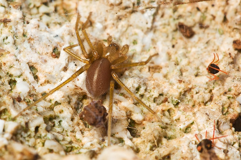 Loxosceles rufescens